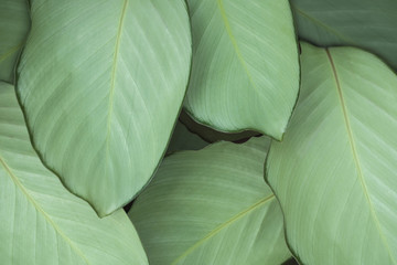 Obraz premium large green leaves