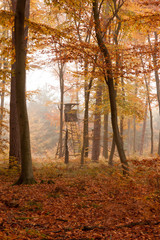 Herbstliche Waldlichtung