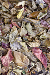 autumn leaves