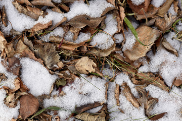 dry autumn leaves in the snow