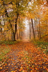 Obraz premium Goldener Oktober