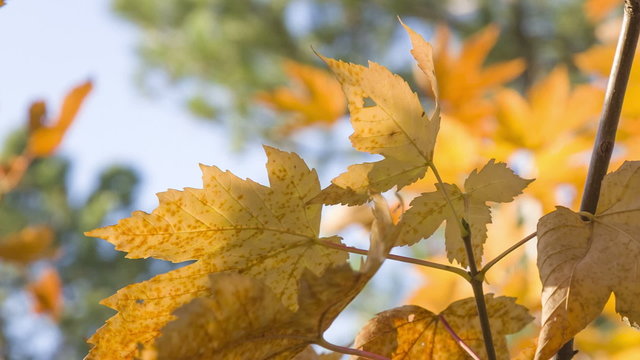golden maple leaves on a blurred background