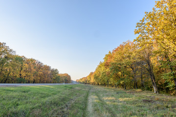 Autumn trees in a forest at dusk