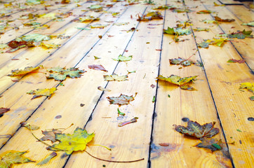 Selective focus on wet fallen autumn maple leaves closeup