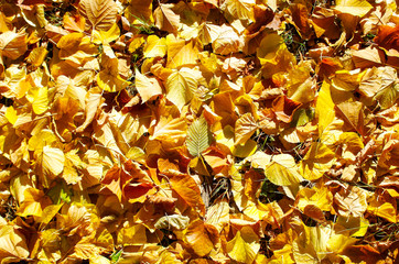 Overhead view vivid autumn leaves on linden trees