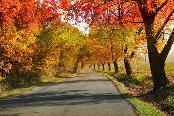 Naklejka premium Autumn landscape with road and colorful autumn trees