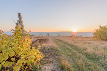 Fototapeta na wymiar Autumn yellow vine landscape at dusk