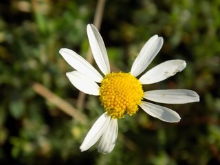 Fototapeta premium Daisy