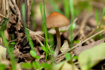 mushroom growing in the forest