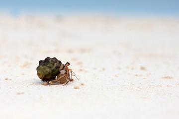 Hermit crab