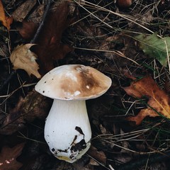 cep mushroom in the autumn forest