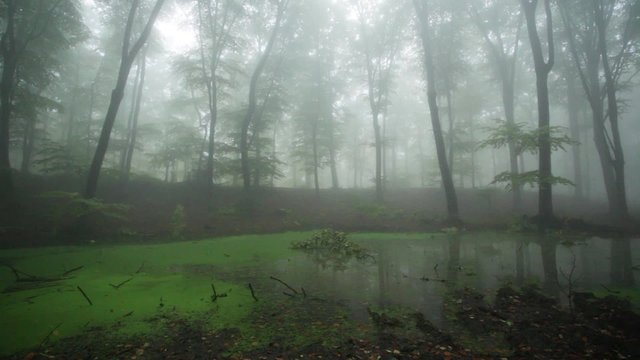 Green swamp in foggy autumn forest with nature rainy sounds
