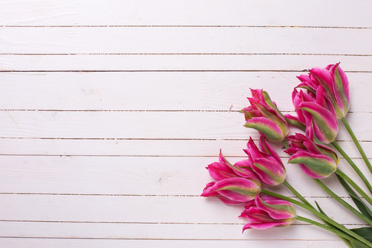 Fresh  spring pink  tulips