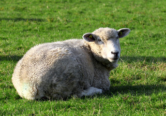 Fototapeta premium Cute funny sheep or lamb in green meadow