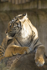 Young female Sumatran tiger, Panthera tigris sumatrae