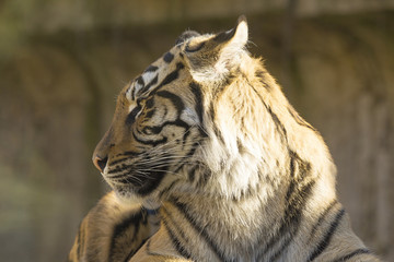 Young female Sumatran tiger, Panthera tigris sumatrae