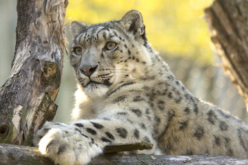 resting snow leopard, Uncia uncia, portrait.