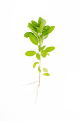 Green basil isolated on the white background