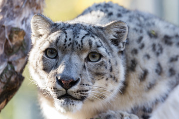 snow leopard, Uncia uncia