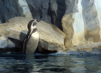 Перуанский пингвин