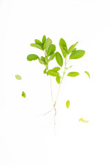 Green basil isolated on the white background