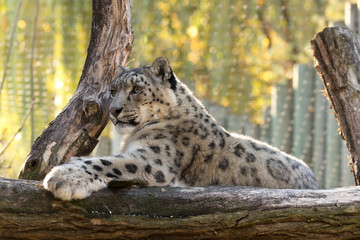 snow leopard, Uncia uncia