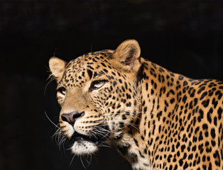 Closeup of Leopard looks forward