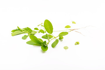 Obraz premium Green basil isolated on the white background