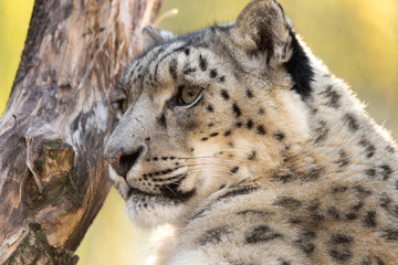 snow leopard, Uncia uncia
