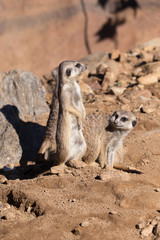 meerkat or suricate