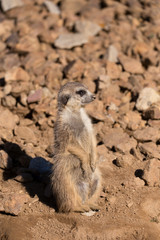 female of meerkat or suricate