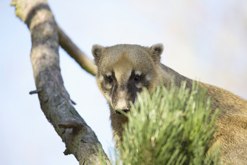 White-nosed Coati, Nasua narica, on the tree