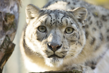 Fototapeta premium resting snow leopard, Uncia uncia, portrait.