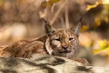 Lynx Portrait during the autumn