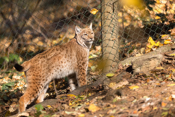 Lynx Portrait during the autumn