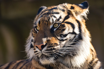 Fototapeta na wymiar Sumatran Tiger, Panthera tigris sumatrae