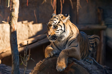 Sumatran Tiger, Panthera tigris sumatrae