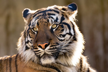 Fototapeta na wymiar Sumatran Tiger, Panthera tigris sumatrae