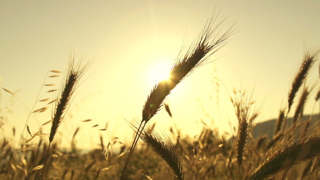 SLOW MOTION: Ladybug flies by at sunset