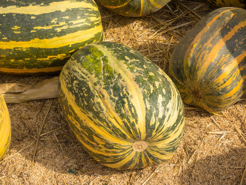Stripetti Squash