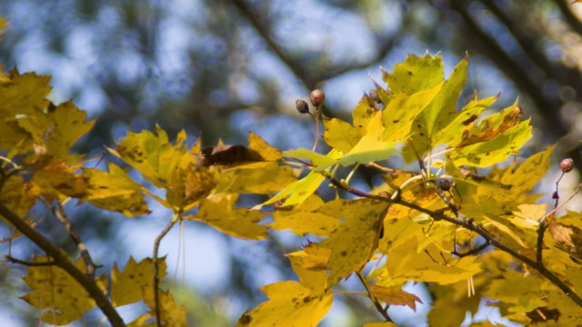  single maple twig swaying in the autumn wind