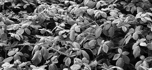 first frost on a blackberry leaves.monochrome