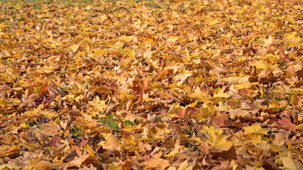 Goldener Oktober