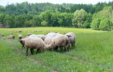Obraz premium Herd of sheeps