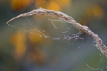 Altweibersommer - Spinnennetz