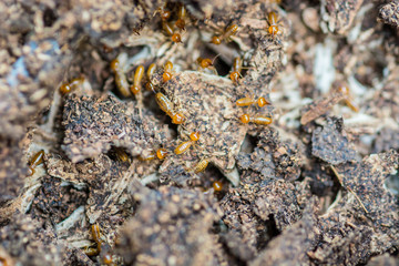 Close up termites or white ants