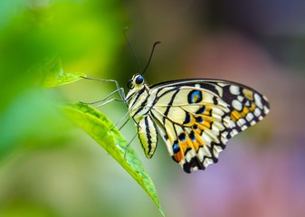 Fototapeta na wymiar Lime Butterfly