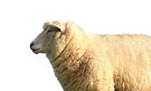 Sheep on a white background