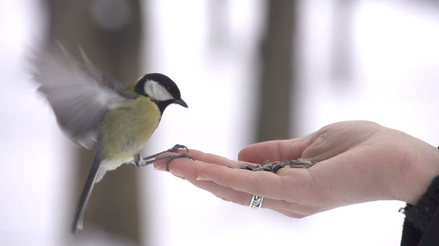 SLOW MOTION: Parus bird lands on hand and takes a seed