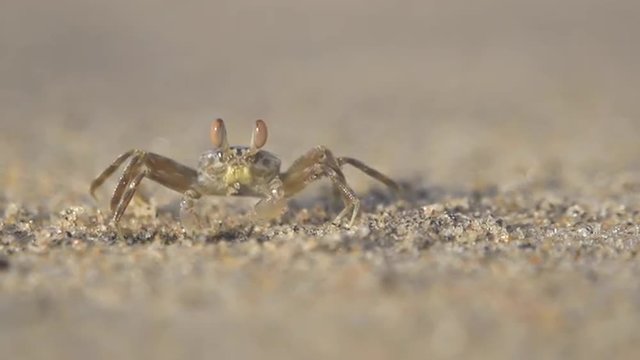 SLOW MOTION: Little crab on a beach close up